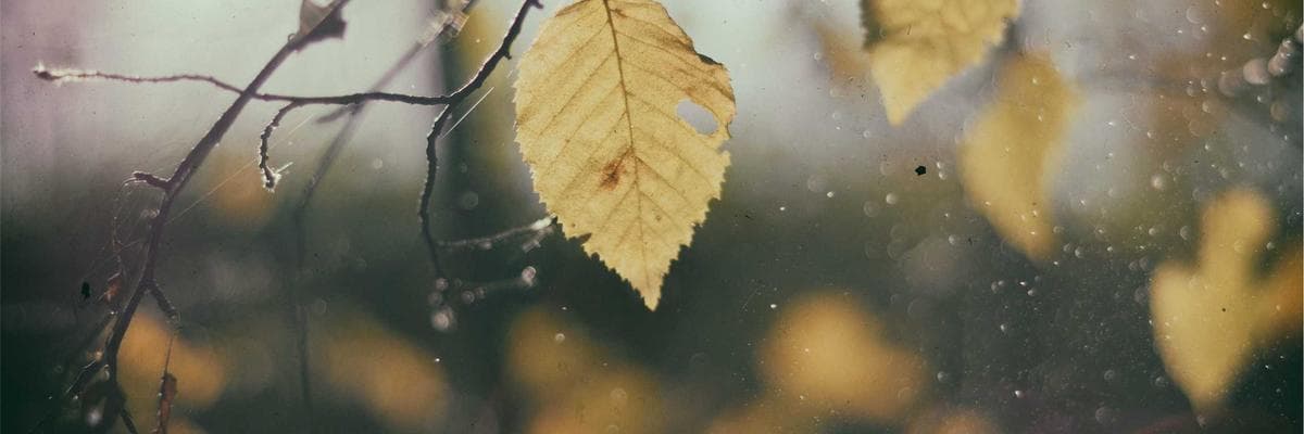 A view of Anna Nagar