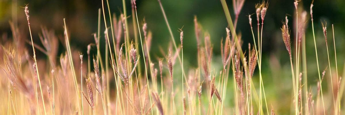 A view of Thiruvananthapuram